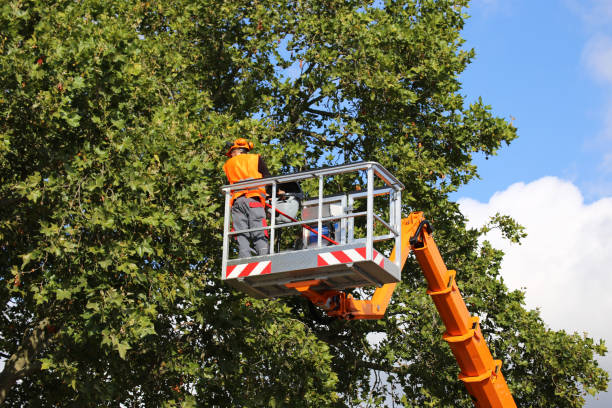 How Our Tree Care Process Works  in Stevenson, WA